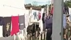 Bombeiro espanca cão com barra de ferro em Santarém