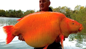 Pescador captura peixe dourado com cerca de 30 quilos em França
