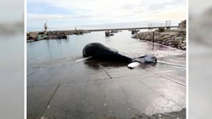 Baleia morta encontrada em Albufeira