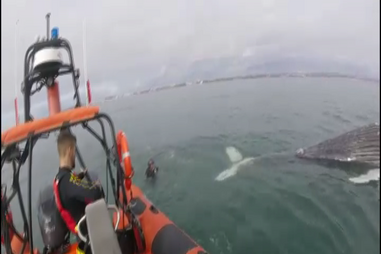 Baleia morta encontrada em Albufeira