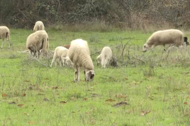 Pastores da Serra do Marão revoltados com ataques de lobos