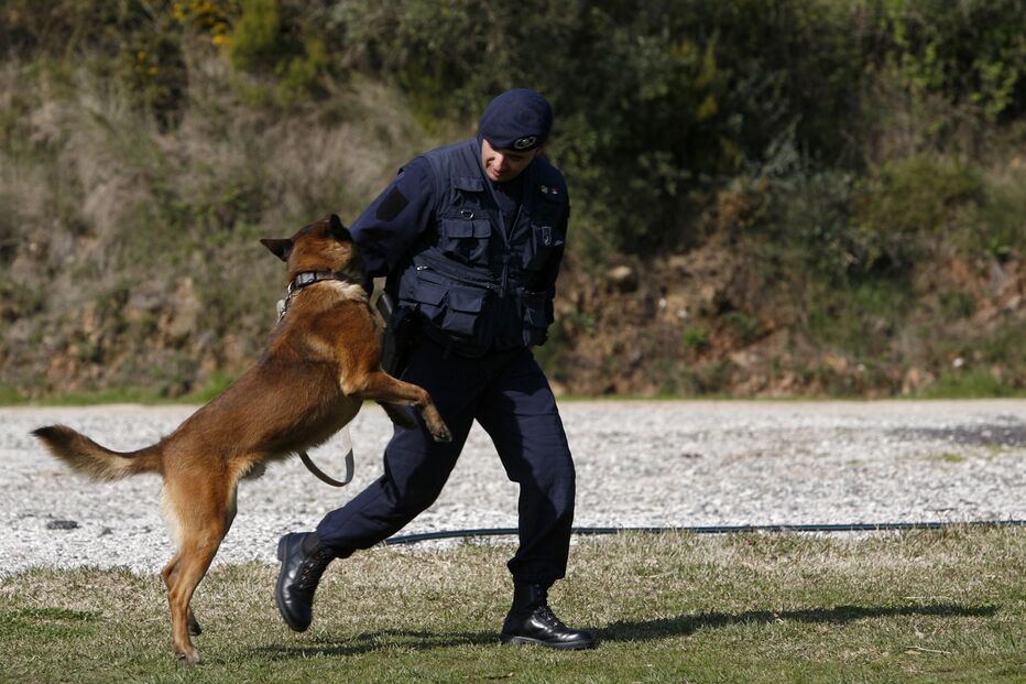 PSP, cães, brigadas