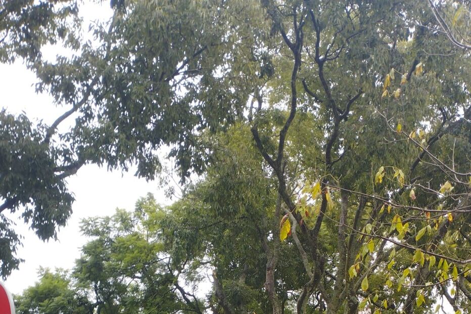 Mau tempo provoca estragos em Alto de Santo Amaro