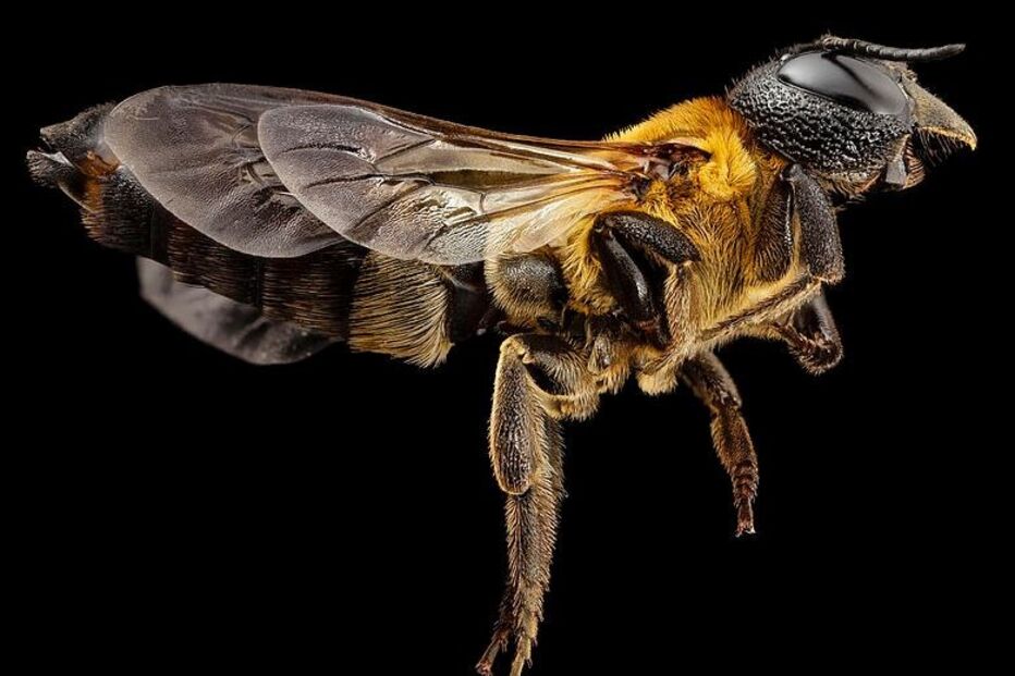 Abelha gigante de resina propaga-se vertiginosamente pela Europa