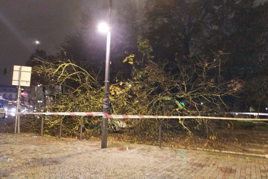 2022-11-16_21_00_33 ÁRVORE.jPG