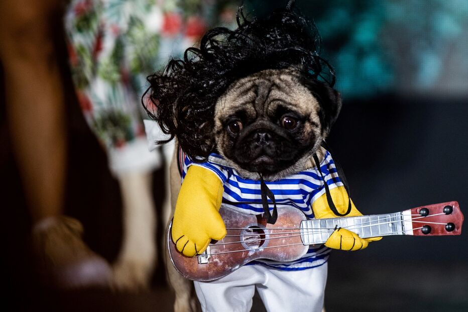 Existem frutas que são tóxicas e fatais para os cães. Conheça quais são