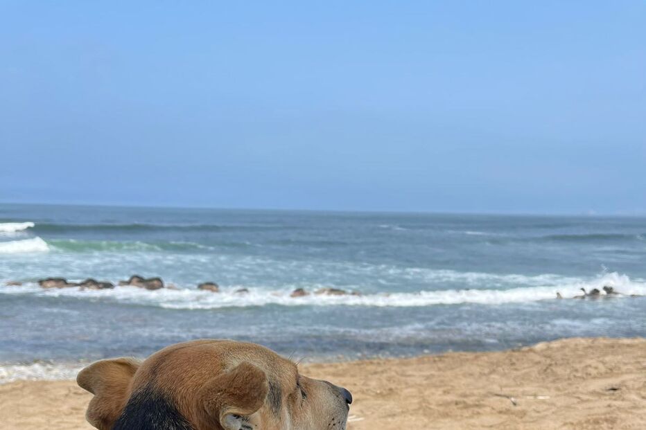 Cão que não pára de olhar para o mar encontrado numa praia no Peru