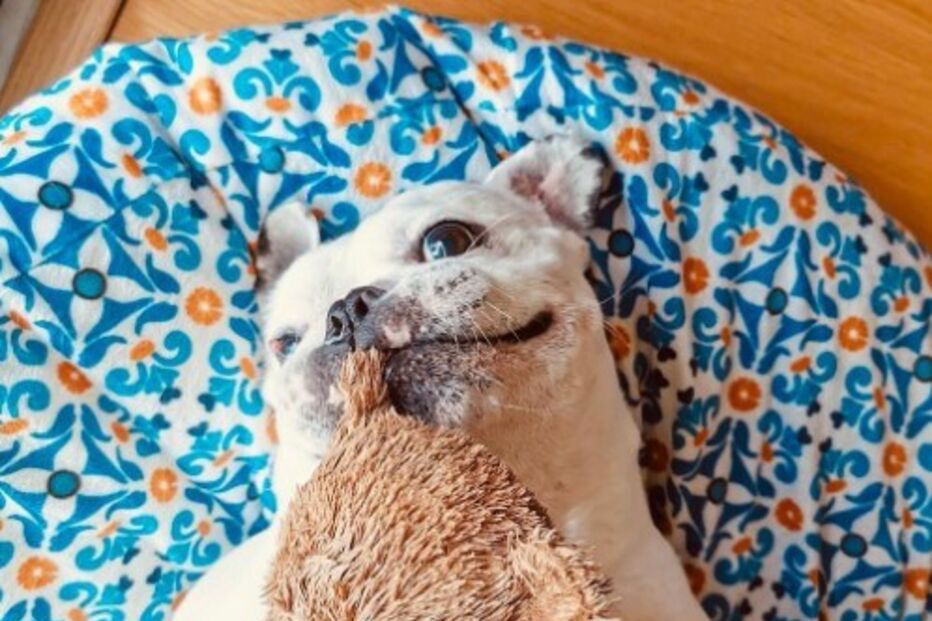 Bart, cão de Ana Guimar e Diogo Valssassina