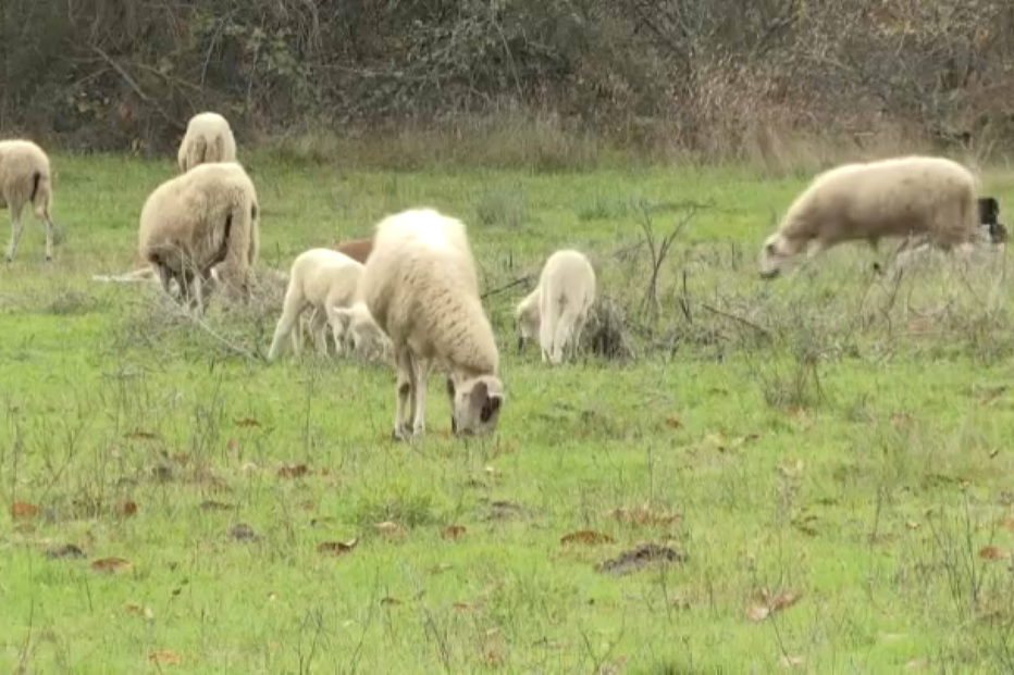 Em apenas 3 meses morreram mais de 200 ovelhas e cabras.