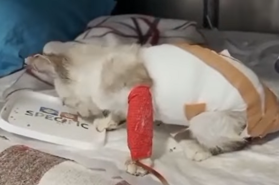 Gata queimada no forno está a ser tratada com pele de peixe