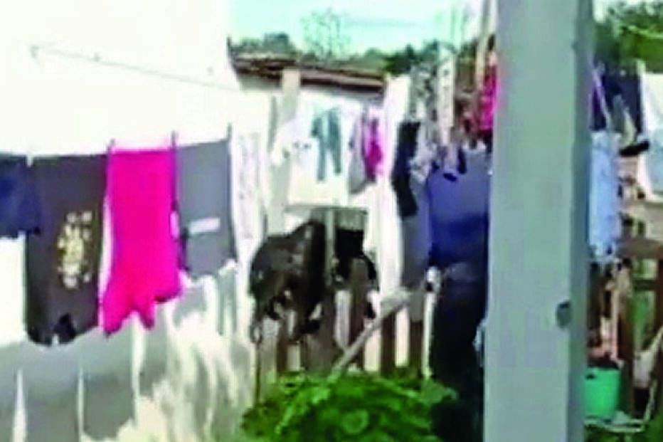 Bombeiro espanca cão com barra de ferro em vila Nova da Barquinha