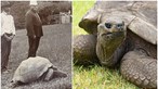 Tartaruga Jonathan, animal terrestre mais velho do planeta, celebra 190 anos