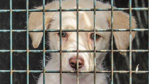 Lei de maus-tratos a animais ameaçada por revisão constitucional 
