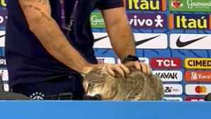 Gato invade conferência de imprensa da seleção brasileira e assessor atira-o para o chão
