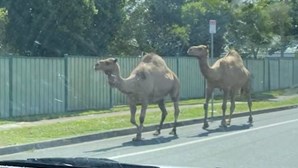 Camelos fogem de presépio vivo e causam o caos no trânsito na Austrália