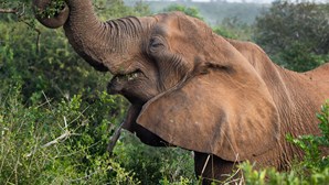 35 mil anos depois, Alentejo vai voltar a ter elefantes