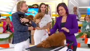 HEART & SPIRIT fala sobre as curiosidade dos poodles e chihuahuas 