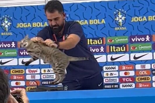 Polémica com gato