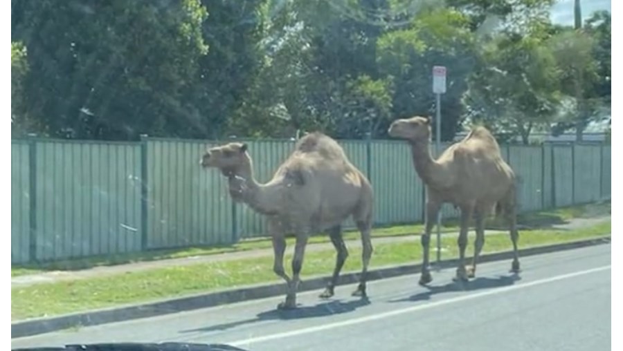 Camelos a vaguear por uma rua na Austrália