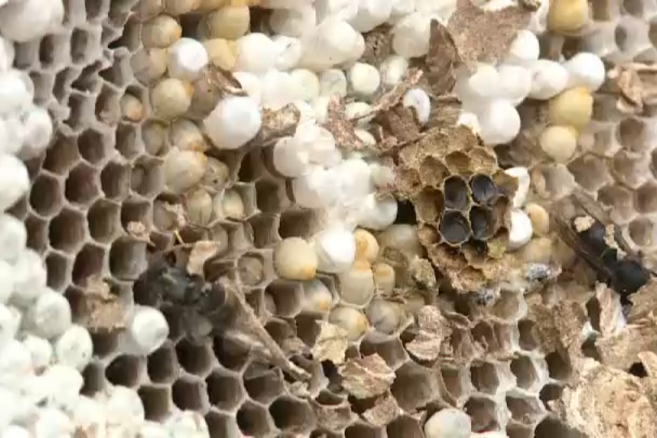 Mulher morre picada por inseto em zona de pinhal em Leiria