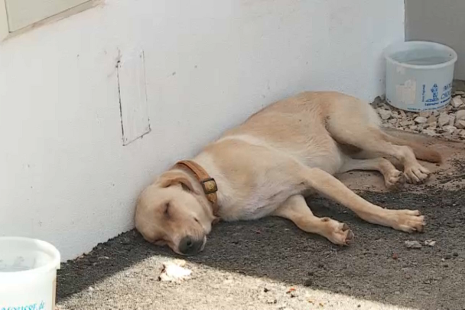 Lei de maus-tratos a animais ameaçada por revisão constitucional 