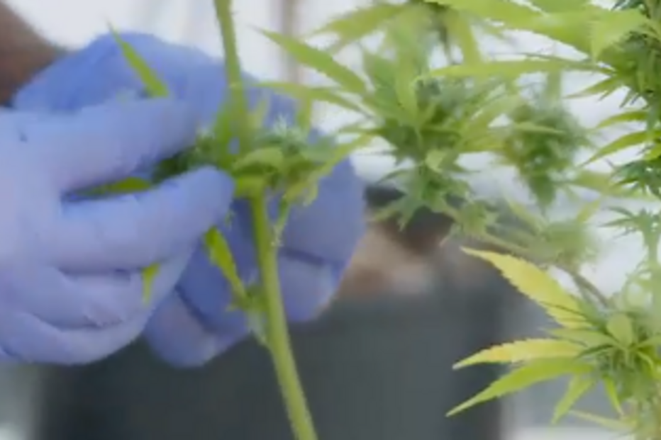 Canábis, droga, planta, x