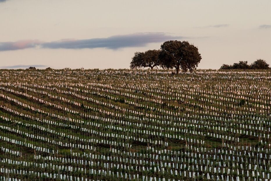 Tempo quente, Ucrânia, agricultura, setor, rendimento 