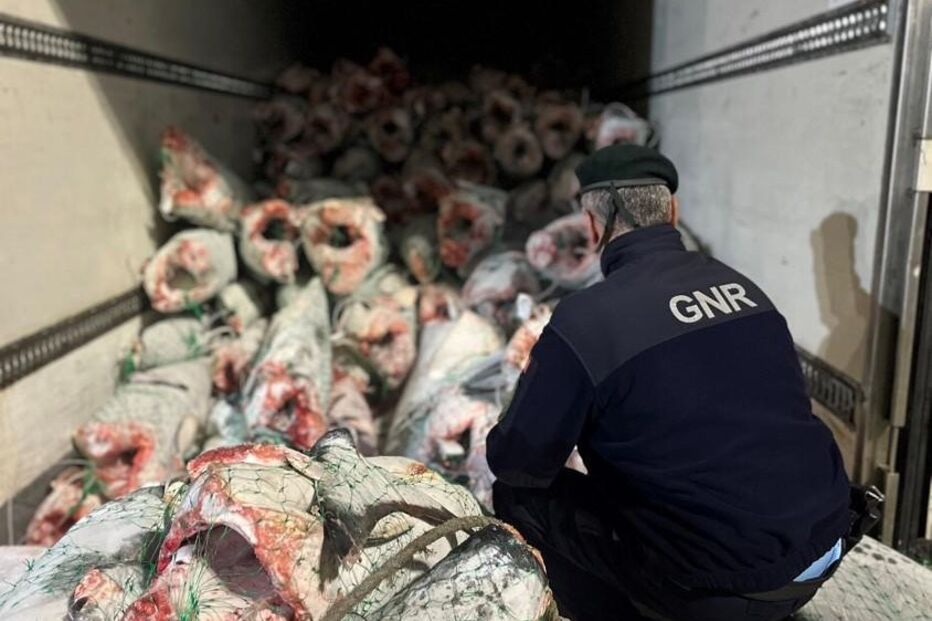 12 mil toneladas de tubarão anequim apreendido em Peniche