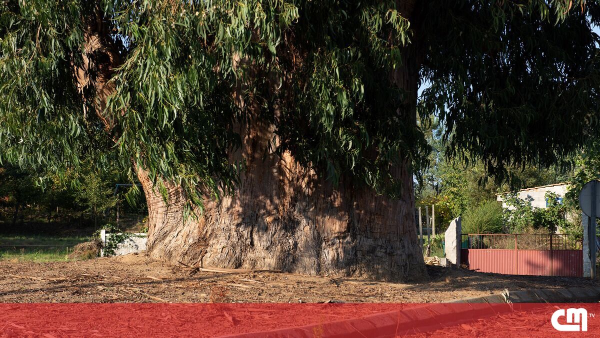 eucalyptus-de-contige-is-the-tree-of-the-year-in-portugal-news