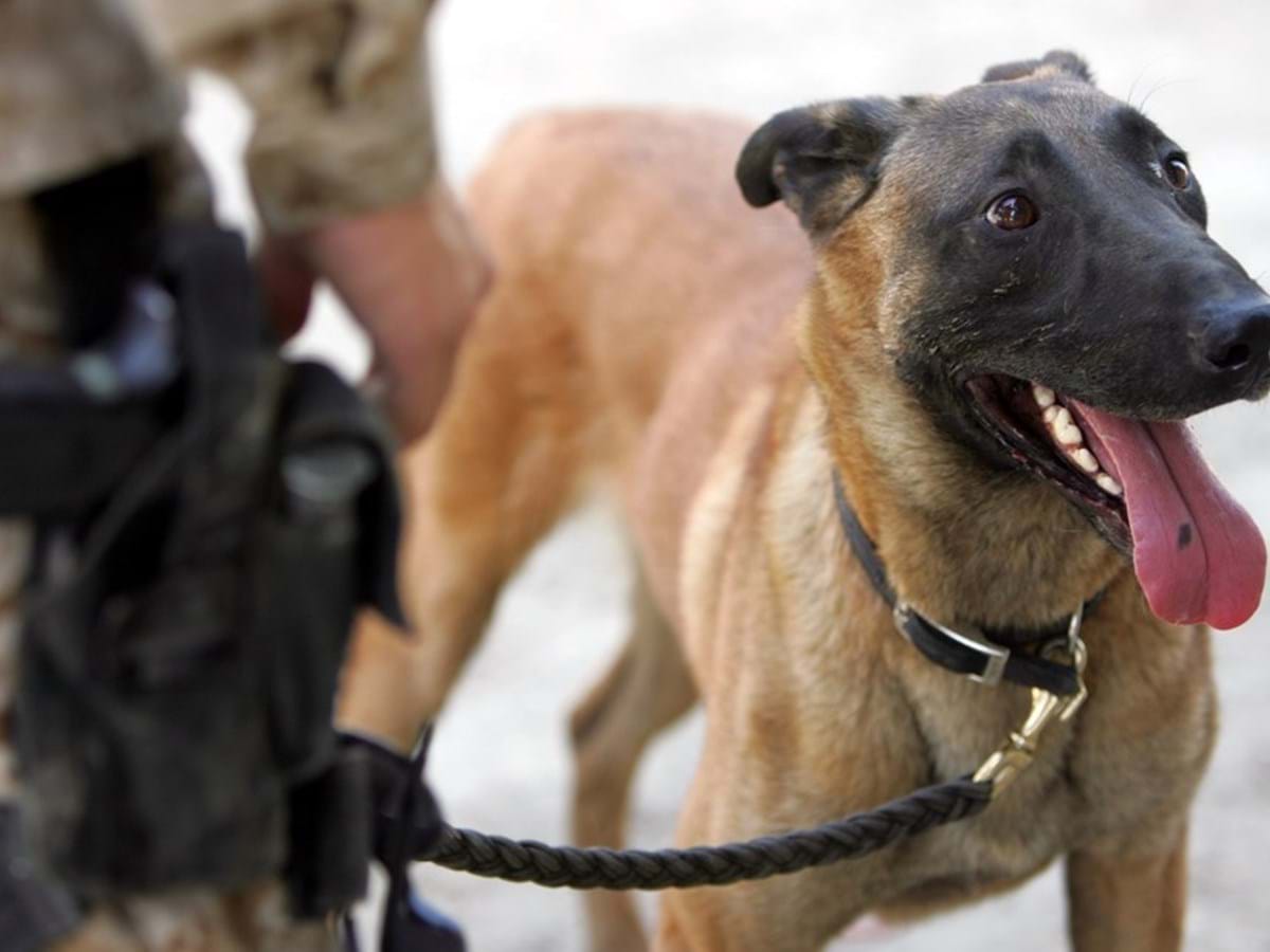 Novo estudo revela: Pastor Belga Malinois é a raça de cão mais