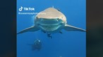 Tubarão surge sorridente e recebe uma festa da instrutora de mergulho