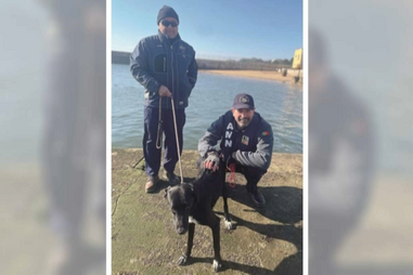 Cadela resgatada do Farol do Bugio fugiu de casa com medo dos foguetes