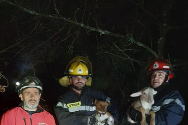 Bombeiros de Penafiel resgatam um cão e uma ovelha de um ribeiro