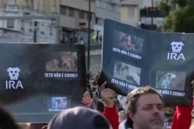 Lisboa recebe hoje manifestação pela criminalização dos maus-tratos a animais 