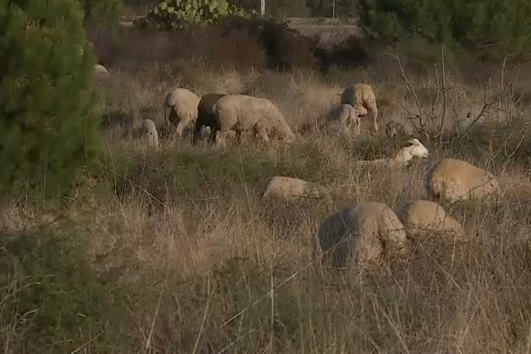 Hospital alerta autoridades para pastor escravizado e agredido em Albufeira