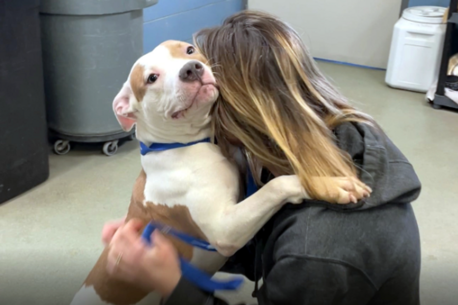 Cadela abandonada em aeroporto