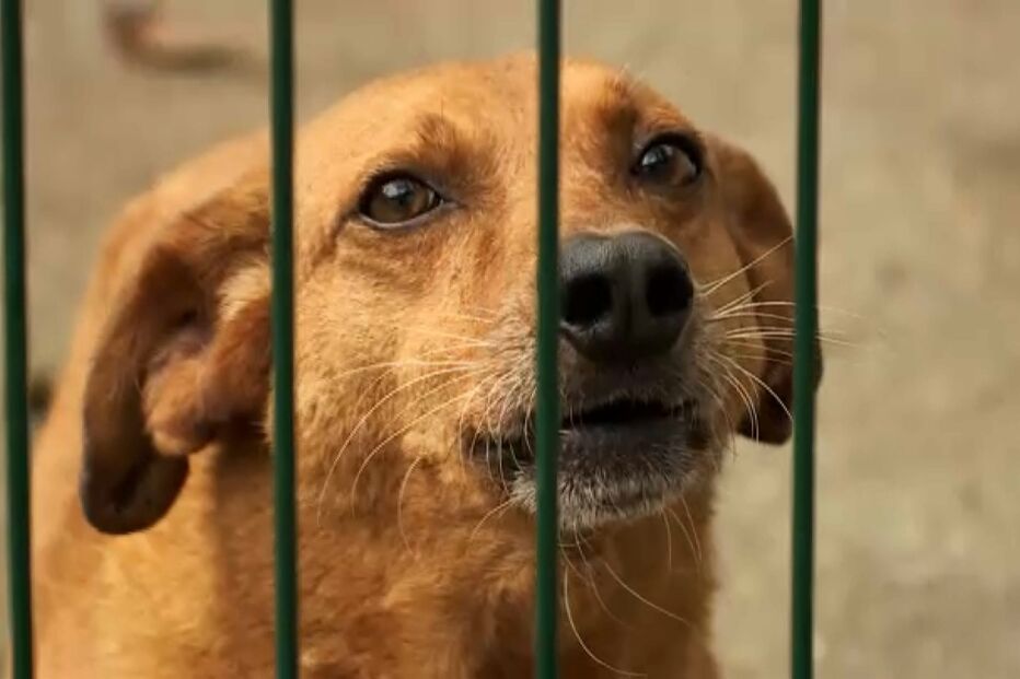 Lei que criminaliza os maus-tratos pode tornar-se inconstitucional 