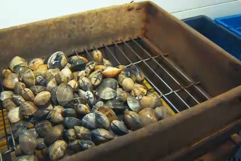 Amêijoas e ostras estão a desaparecer da Ria Formosa 