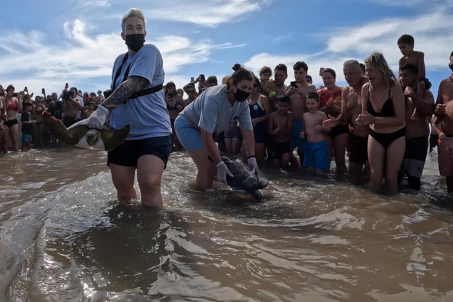Tartarugas devolvidas ao mar na Argentina