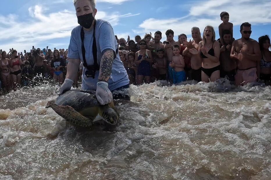 Tartarugas devolvidas ao mar na Argentina