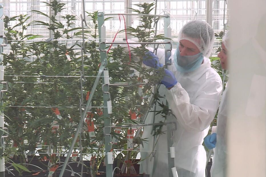 Fábrica de Cantanhede de canábis medicinal despede quase meia centena de pessoas