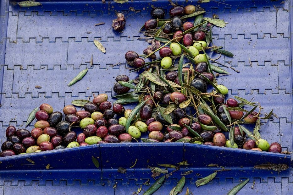 furtos, azeitona, Beja