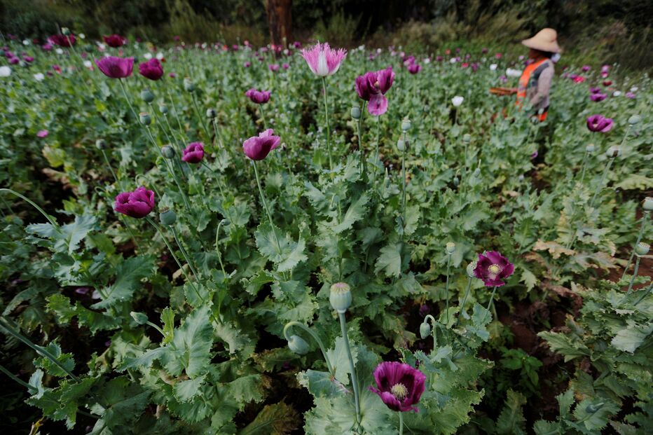 Plantação de ópio 