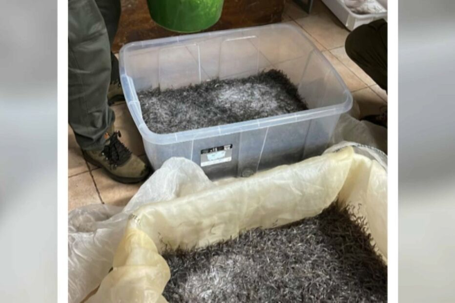 Apreendido meixão em Famalicão