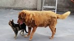 Cão mais velho do mundo é português
