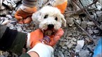 Vídeo impressionante mostra momento em que cão é resgatado do meio dos escombros na Turquia
