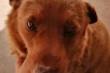 Bobi completou 30 anos no dia 1 de fevereiro