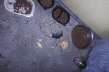 Doze gatos envenenados em Viana do Castelo