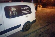 Doze gatos envenenados em Viana do Castelo