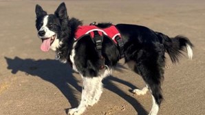 Cadela em fase terminal de cancro faz caminhada com outros cães em praia preferida de Inglaterra